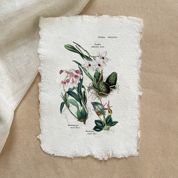 Merített papír botanikai print - Orchideafélék
