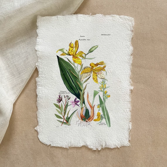 Merített papír botanikai print - Orchideafélék