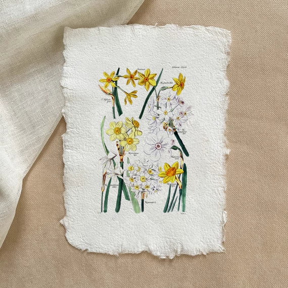 Merített papír botanikai print - Nárcisz