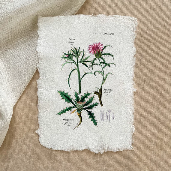 Merített papír botanikai print - Benedekfu
